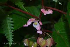 Begonia malabarica